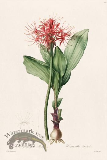 Les Liliacees Redoute 204